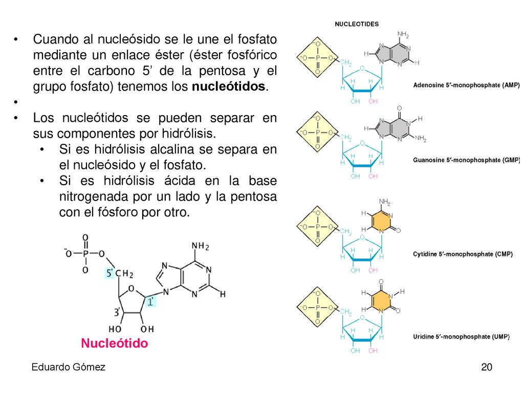 Los nucleótidos se pueden separar en sus componentes por hidrólisis.