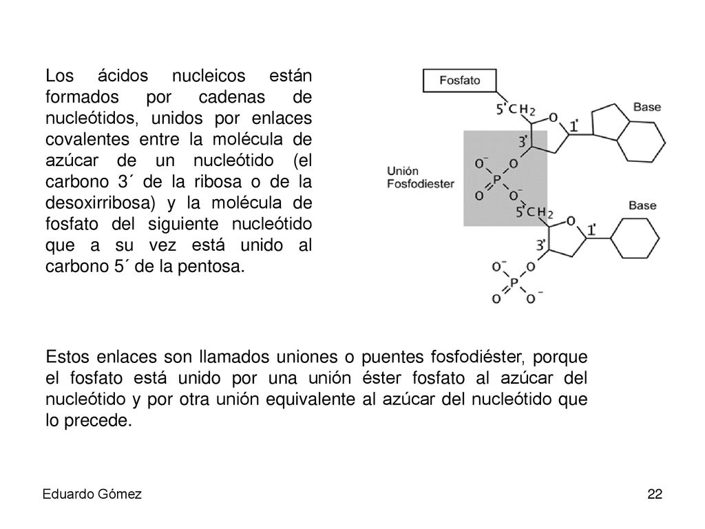Los ácidos nucleicos están formados por cadenas de nucleótidos, unidos por enlaces covalentes entre la molécula de azúcar de un nucleótido (el carbono 3´ de la ribosa o de la desoxirribosa) y la molécula de fosfato del siguiente nucleótido que a su vez está unido al carbono 5´ de la pentosa.