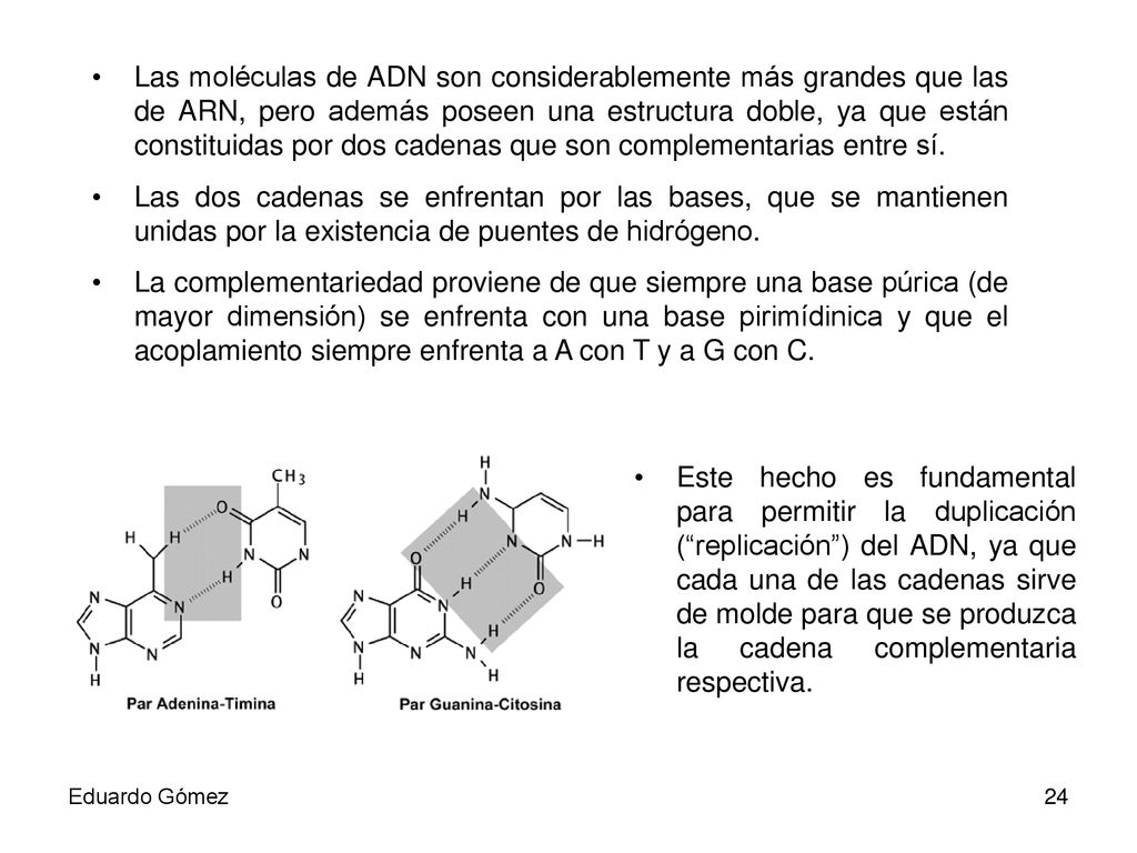 Las moléculas de ADN son considerablemente más grandes que las de ARN, pero además poseen una estructura doble, ya que están constituidas por dos cadenas que son complementarias entre sí.