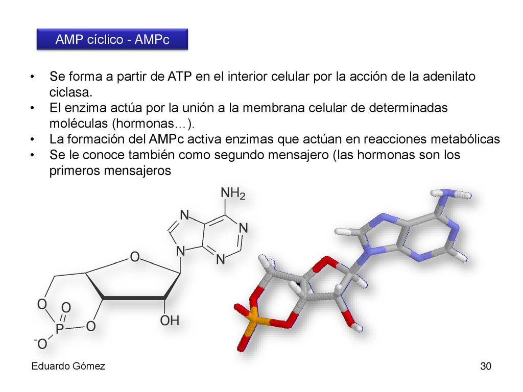 AMP cíclico - AMPc Se forma a partir de ATP en el interior celular por la acción de la adenilato ciclasa.