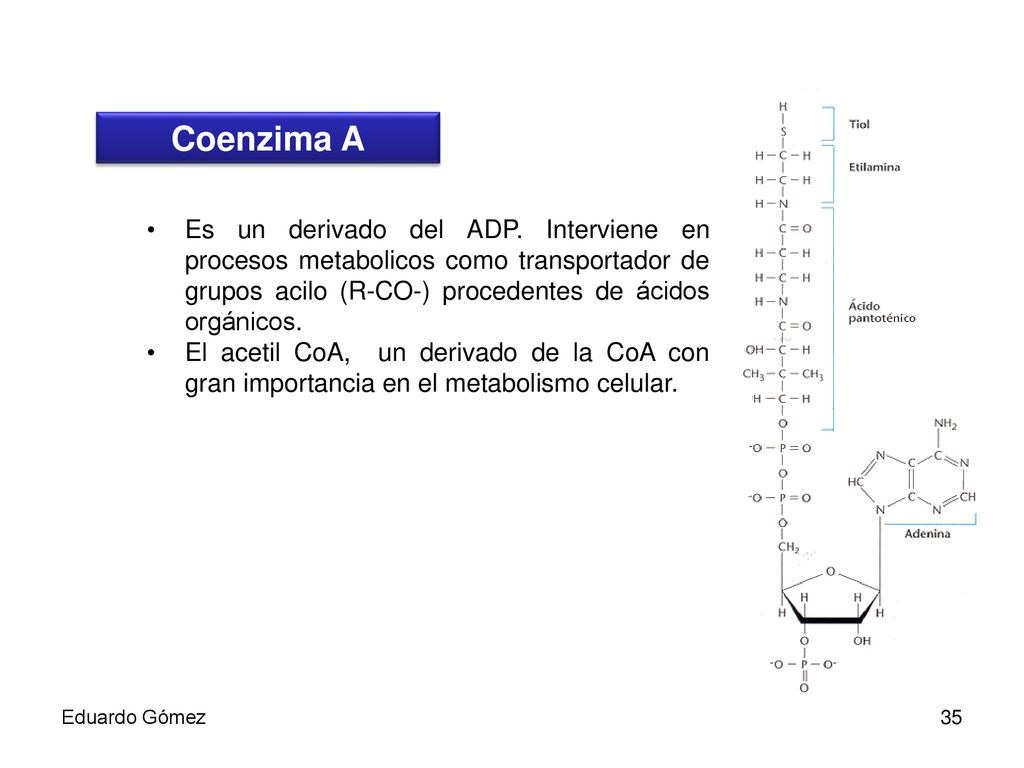 Coenzima A Es un derivado del ADP. Interviene en procesos metabolicos como transportador de grupos acilo (R-CO-) procedentes de ácidos orgánicos.