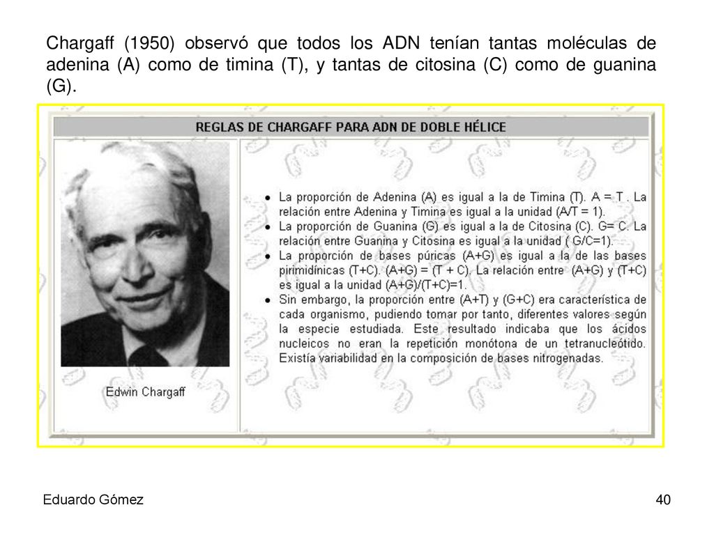 Chargaff (1950) observó que todos los ADN tenían tantas moléculas de adenina (A) como de timina (T), y tantas de citosina (C) como de guanina (G).