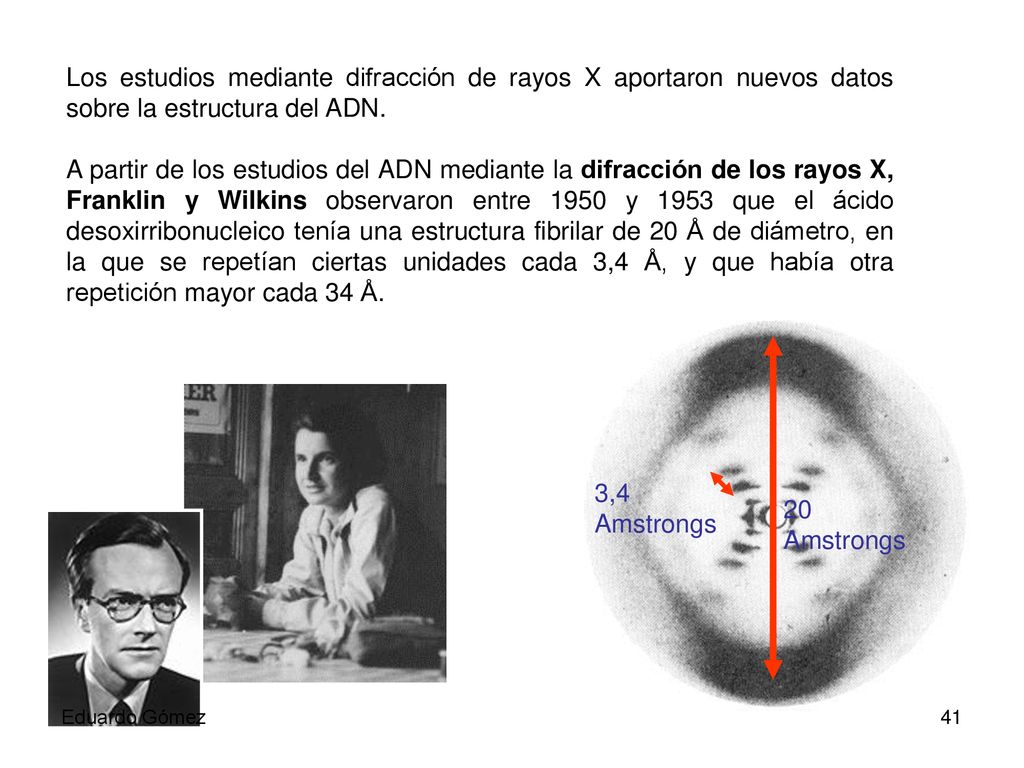 Los estudios mediante difracción de rayos X aportaron nuevos datos sobre la estructura del ADN.