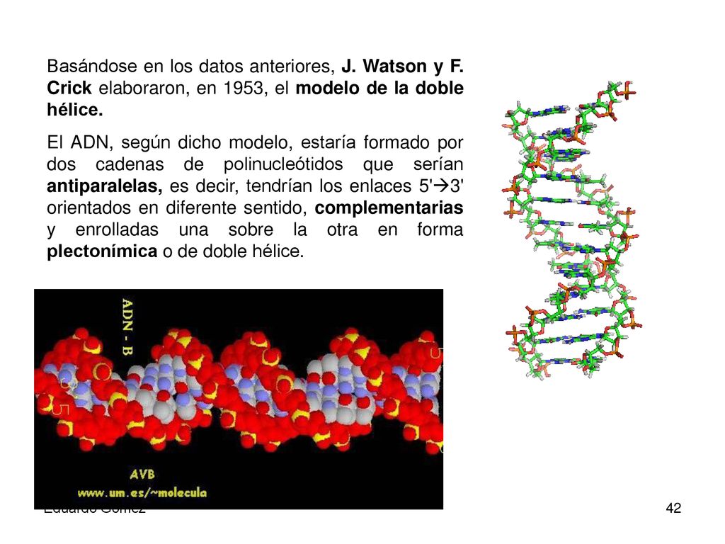 Basándose en los datos anteriores, J. Watson y F