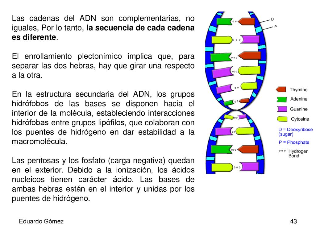 Las cadenas del ADN son complementarias, no iguales, Por lo tanto, la secuencia de cada cadena es diferente.