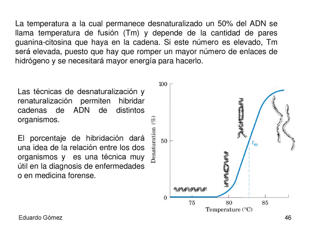 La temperatura a la cual permanece desnaturalizado un 50% del ADN se llama temperatura de fusión (Tm) y depende de la cantidad de pares guanina-citosina que haya en la cadena. Si este número es elevado, Tm será elevada, puesto que hay que romper un mayor número de enlaces de hidrógeno y se necesitará mayor energía para hacerlo.