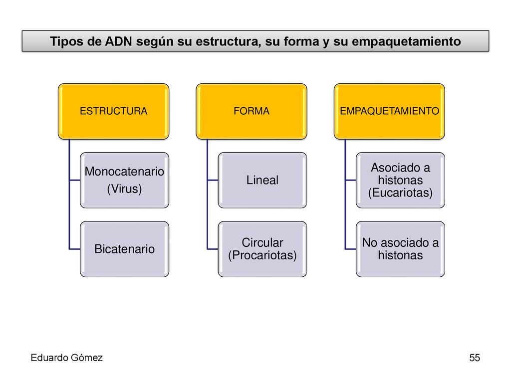 Tipos de ADN según su estructura, su forma y su empaquetamiento