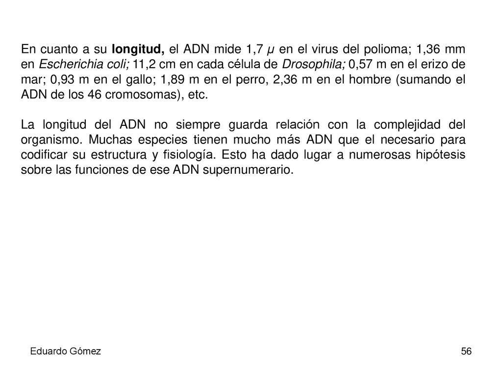 En cuanto a su longitud, el ADN mide 1,7 µ en el virus del polioma; 1,36 mm en Escherichia coli; 11,2 cm en cada célula de Drosophila; 0,57 m en el erizo de mar; 0,93 m en el gallo; 1,89 m en el perro, 2,36 m en el hombre (sumando el ADN de los 46 cromosomas), etc.