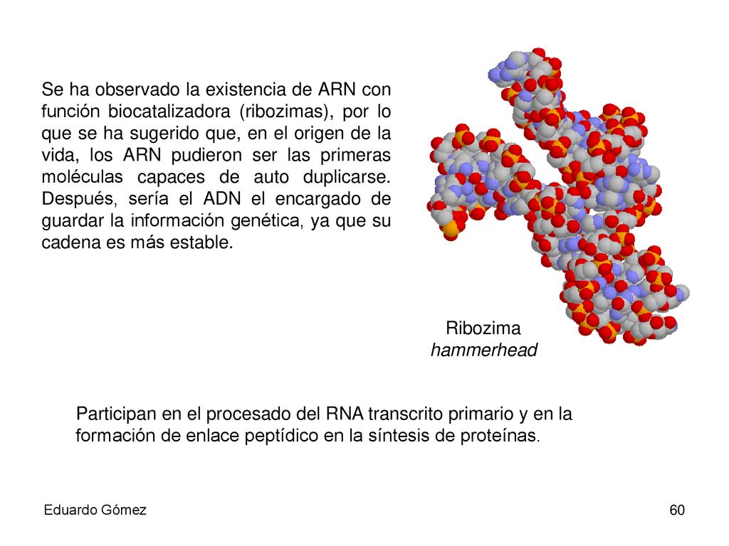 Se ha observado la existencia de ARN con función biocatalizadora (ribozimas), por lo que se ha sugerido que, en el origen de la vida, los ARN pudieron ser las primeras moléculas capaces de auto duplicarse. Después, sería el ADN el encargado de guardar la información genética, ya que su cadena es más estable.