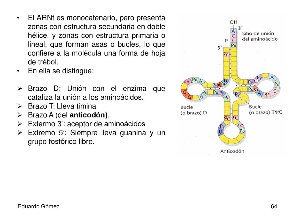 Brazo D: Unión con el enzima que cataliza la unión a los aminoácidos.