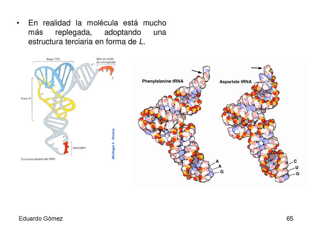 En realidad la molécula está mucho más replegada, adoptando una estructura terciaria en forma de L.