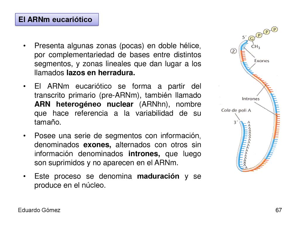 Este proceso se denomina maduración y se produce en el núcleo.