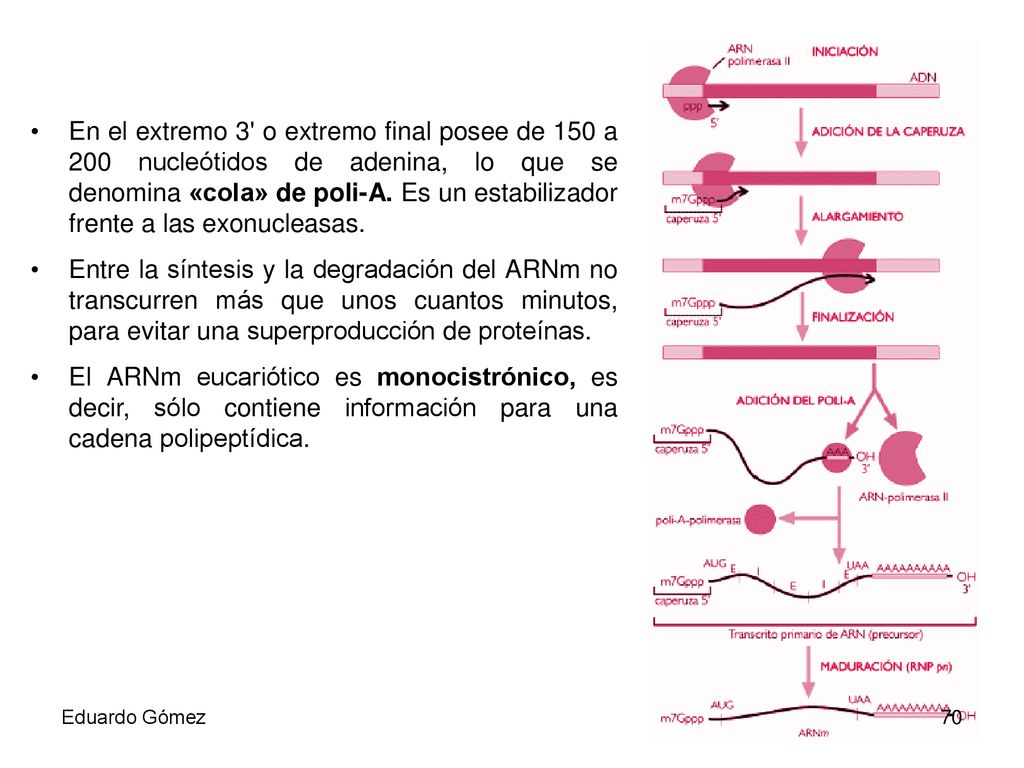 En el extremo 3 o extremo final posee de 150 a 200 nucleótidos de adenina, lo que se denomina «cola» de poli-A. Es un estabilizador frente a las exonucleasas.