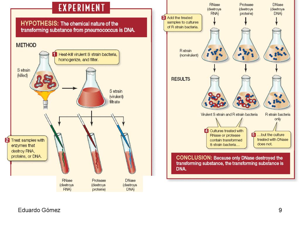 En los años 40 (19..), Oswald Avery, Colin MacLeod, y Maclyn McCarty revisaron el experimento de Griffith y concluyeron que el factor de transformación era el ADN. Oswald Avery repitiendo el trabajo de Griffith con el agregado de una enzima que destruía el ADN, demostró que el factor de transformación era el ADN. Cuando Avery agregaba esta enzima, no observaba la transformación obtenida por Griffith. El concluyó que el material hereditario era ADN y no una proteína. Su evidencia era fuerte pero no totalmente concluyente, para esa época el candidato principal para ser el material hereditario eran una proteína.