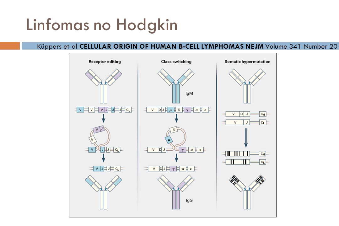 Linfomas no Hodgkin Küppers et al CELLULAR ORIGIN OF HUMAN B-CELL LYMPHOMAS NEJM Volume 341 Number 20.