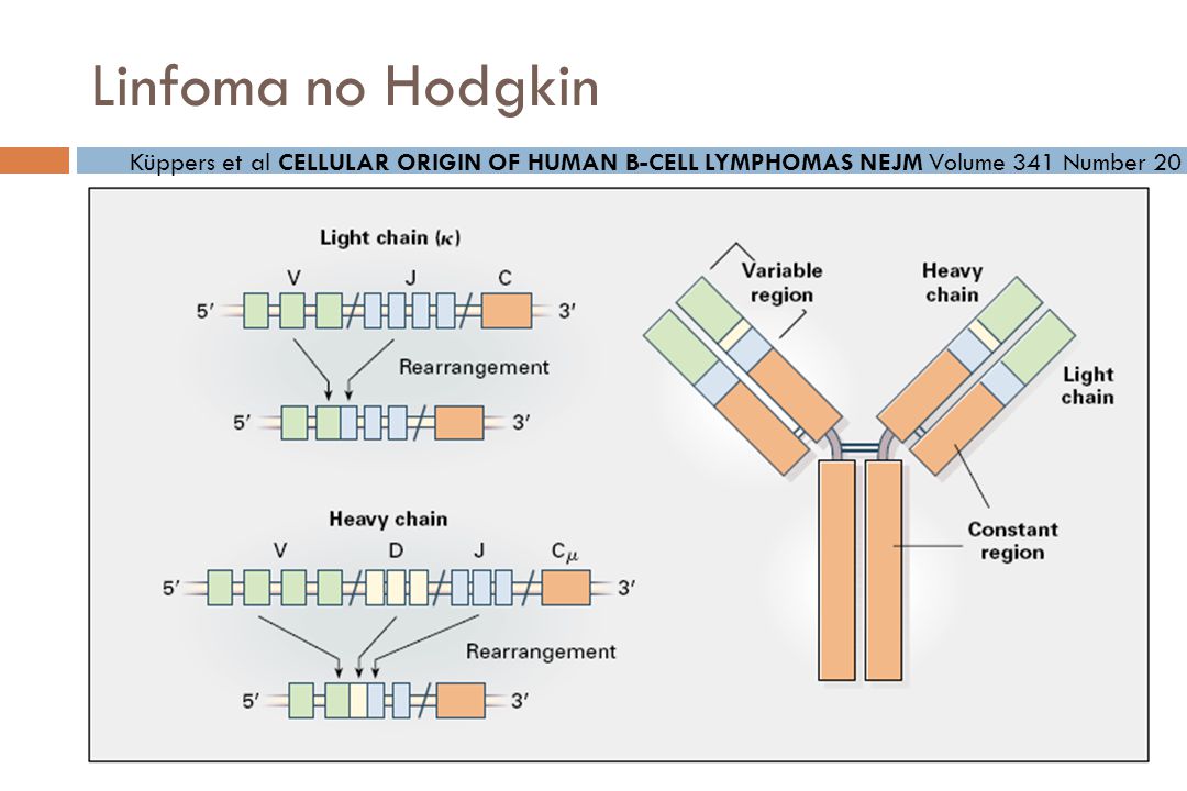 Linfoma no Hodgkin Küppers et al CELLULAR ORIGIN OF HUMAN B-CELL LYMPHOMAS NEJM Volume 341 Number 20.