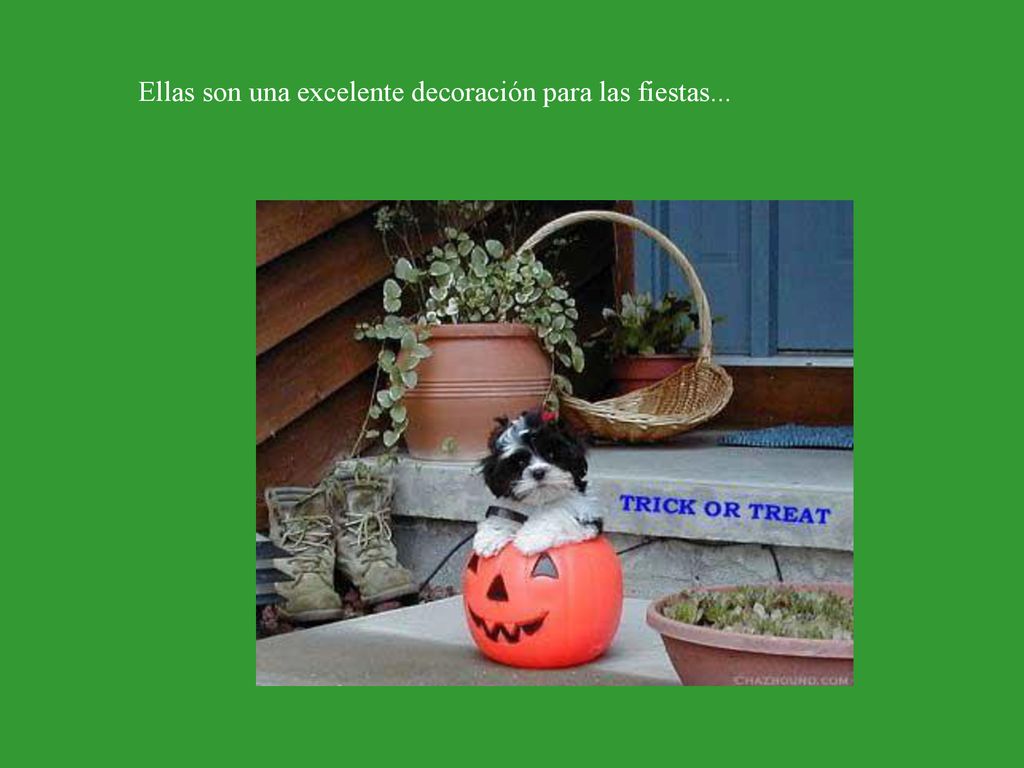 Ellas son una excelente decoración para las fiestas...