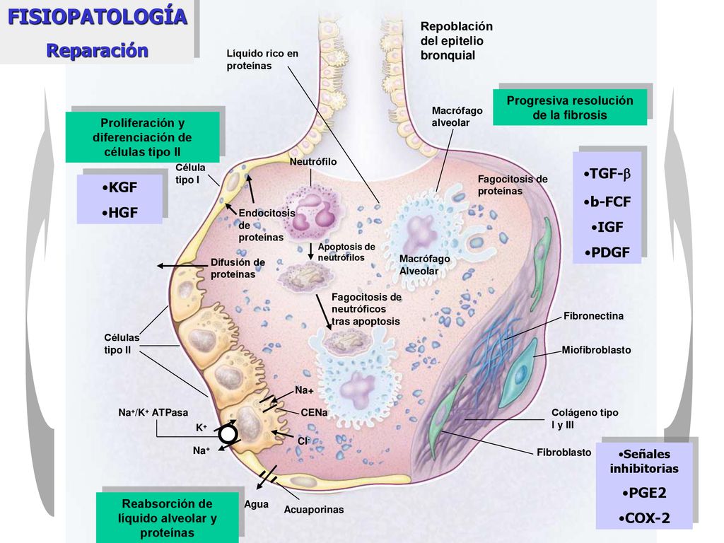 FISIOPATOLOGÍA Reparación TGF- b-FCF KGF IGF HGF PDGF PGE2 COX-2