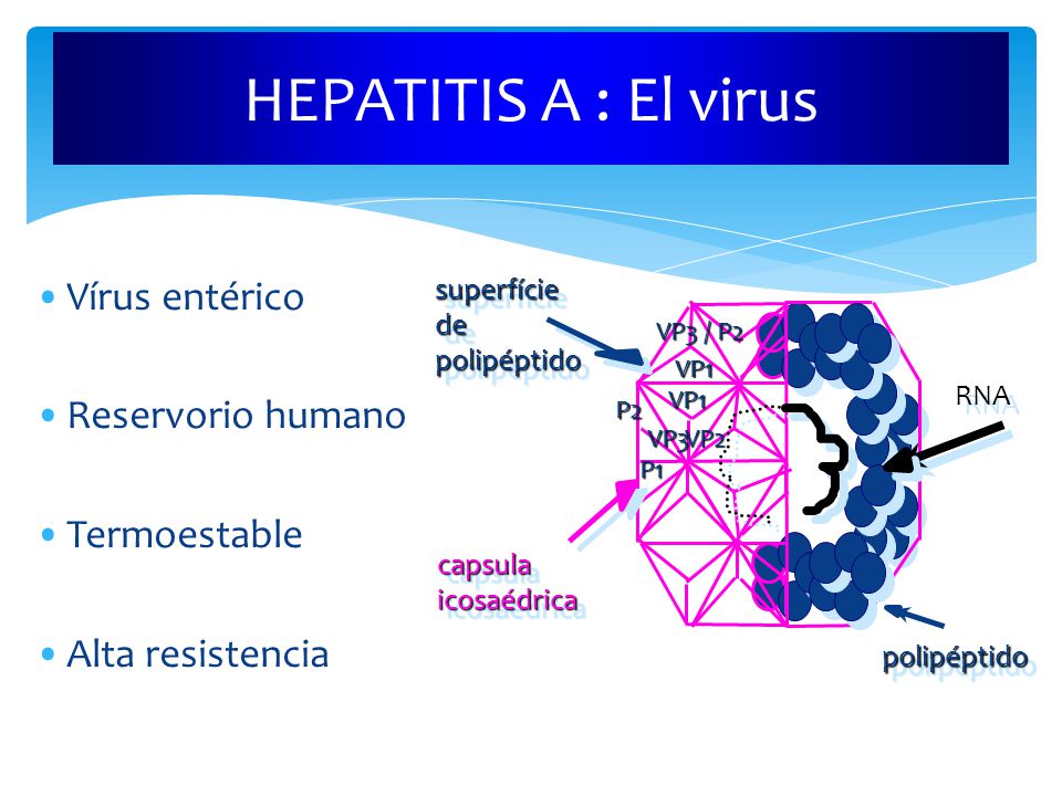 HEPATITIS A : El virus Vírus entérico Reservorio humano Termoestable
