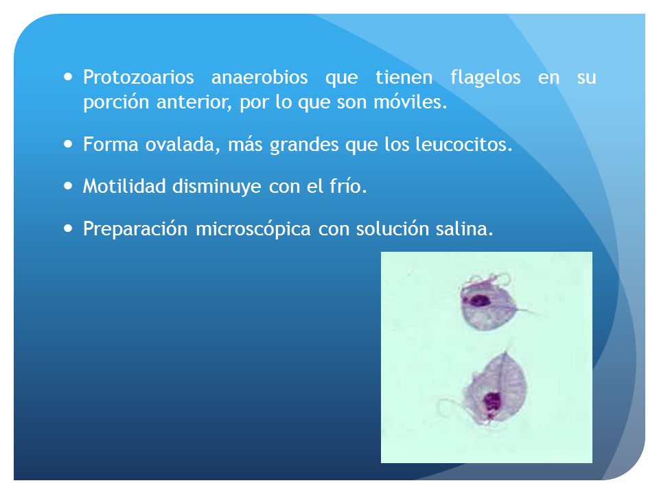 Protozoarios anaerobios que tienen flagelos en su porción anterior, por lo que son móviles.