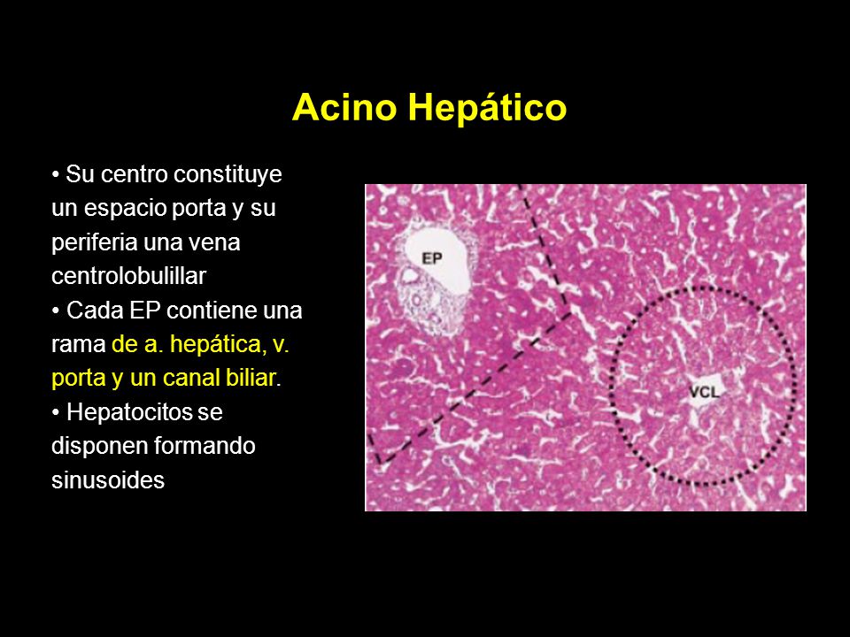 Acino Hepático Su centro constituye un espacio porta y su