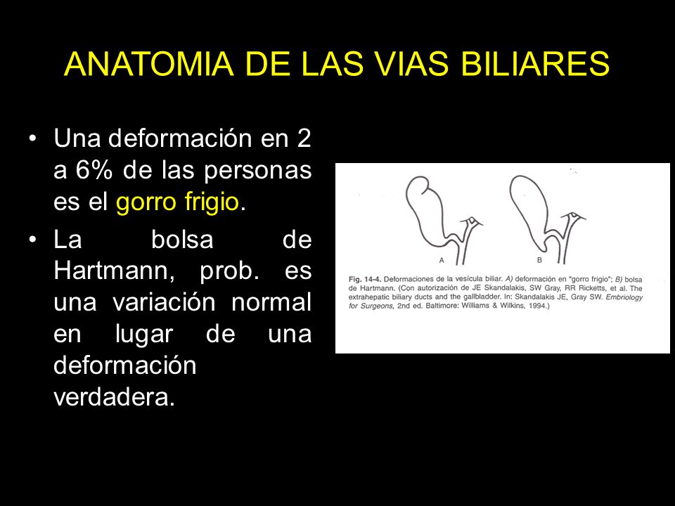 ANATOMIA Y FISIOLOGIA DE HIGADO Y VIA BILIAR - ppt video online descargar