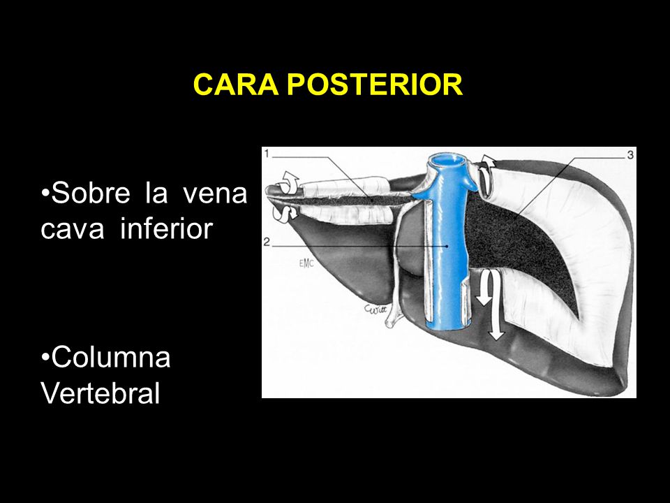 CARA POSTERIOR Sobre la vena cava inferior Columna Vertebral