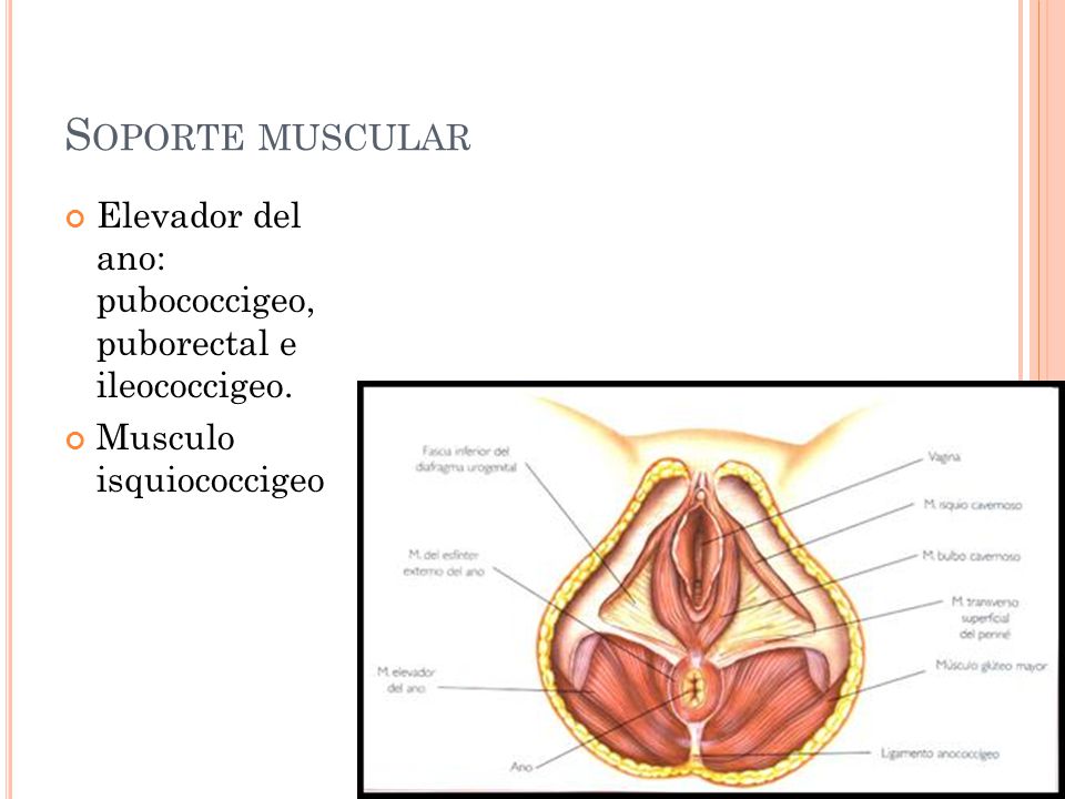 Soporte muscular Elevador del ano: pubococcigeo, puborectal e ileococcigeo.