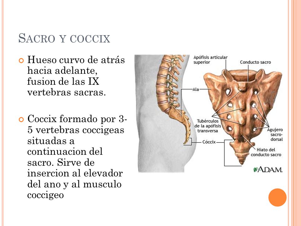 Sacro y coccix Hueso curvo de atrás hacia adelante, fusion de las IX vertebras sacras.