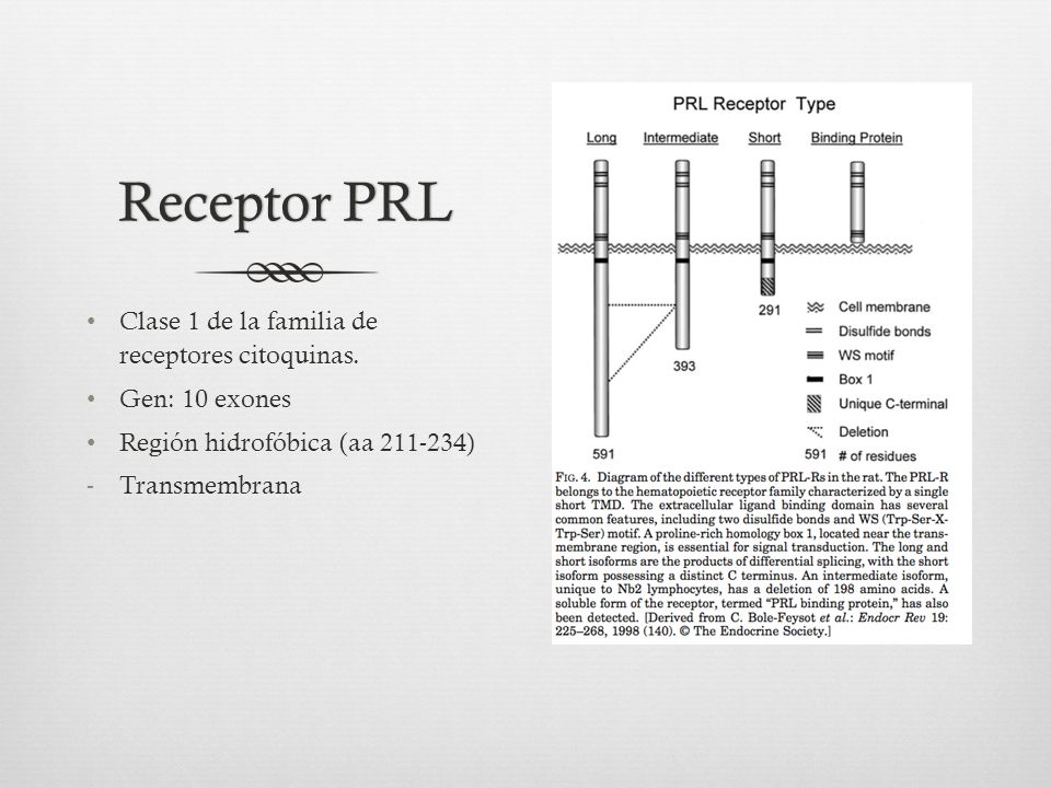 Receptor PRL Clase 1 de la familia de receptores citoquinas.
