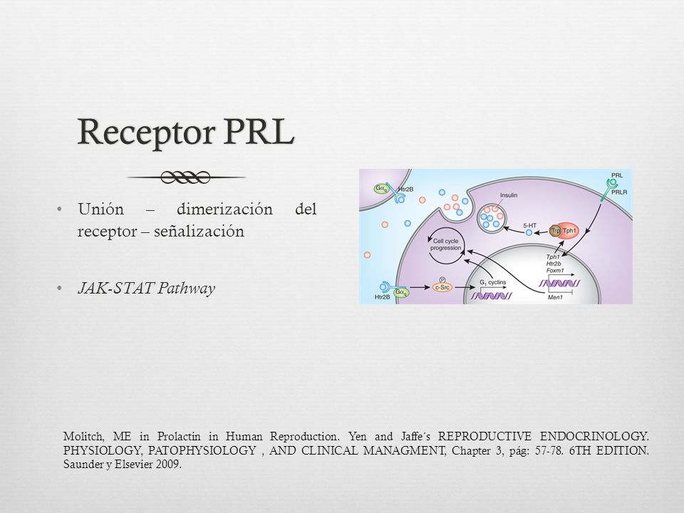 Receptor PRL Unión – dimerización del receptor – señalización