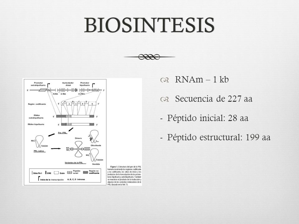 BIOSINTESIS RNAm – 1 kb Secuencia de 227 aa - Péptido inicial: 28 aa