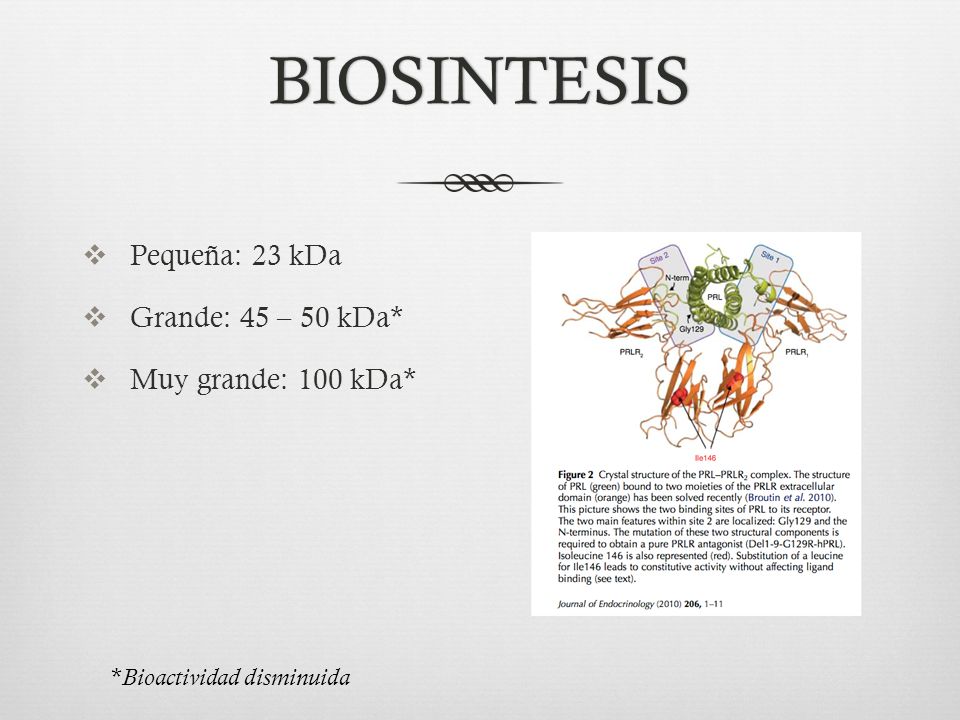 BIOSINTESIS Pequeña: 23 kDa Grande: 45 – 50 kDa* Muy grande: 100 kDa*