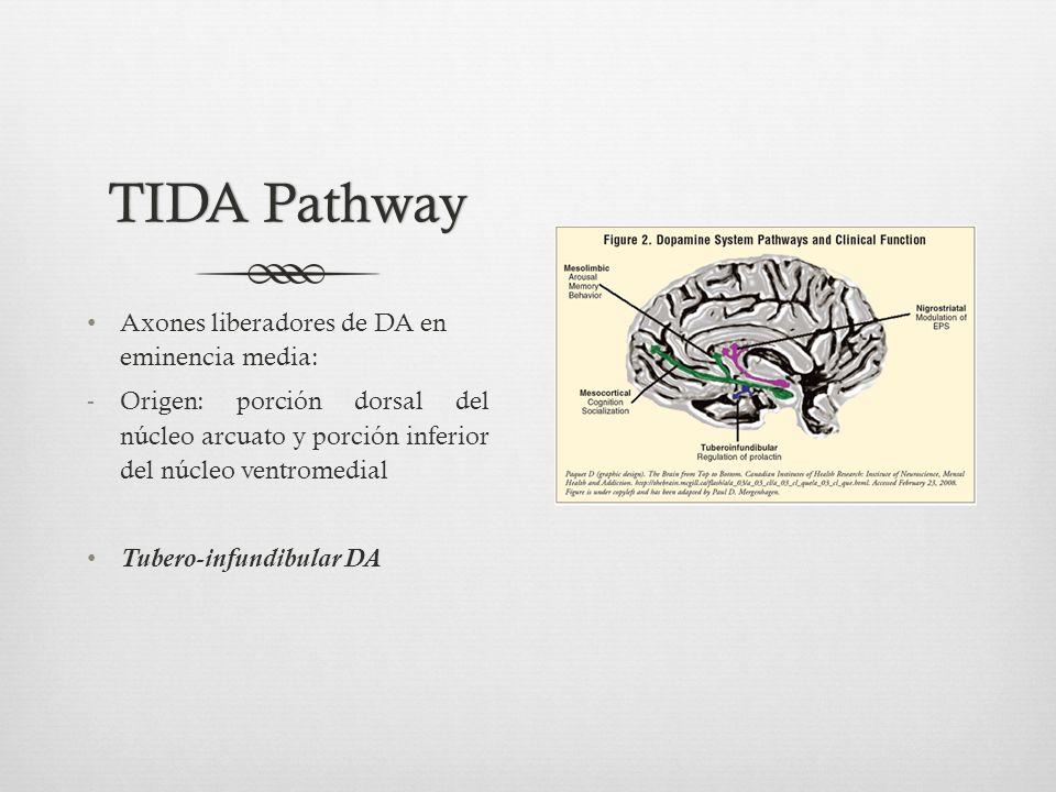 TIDA Pathway Axones liberadores de DA en eminencia media: