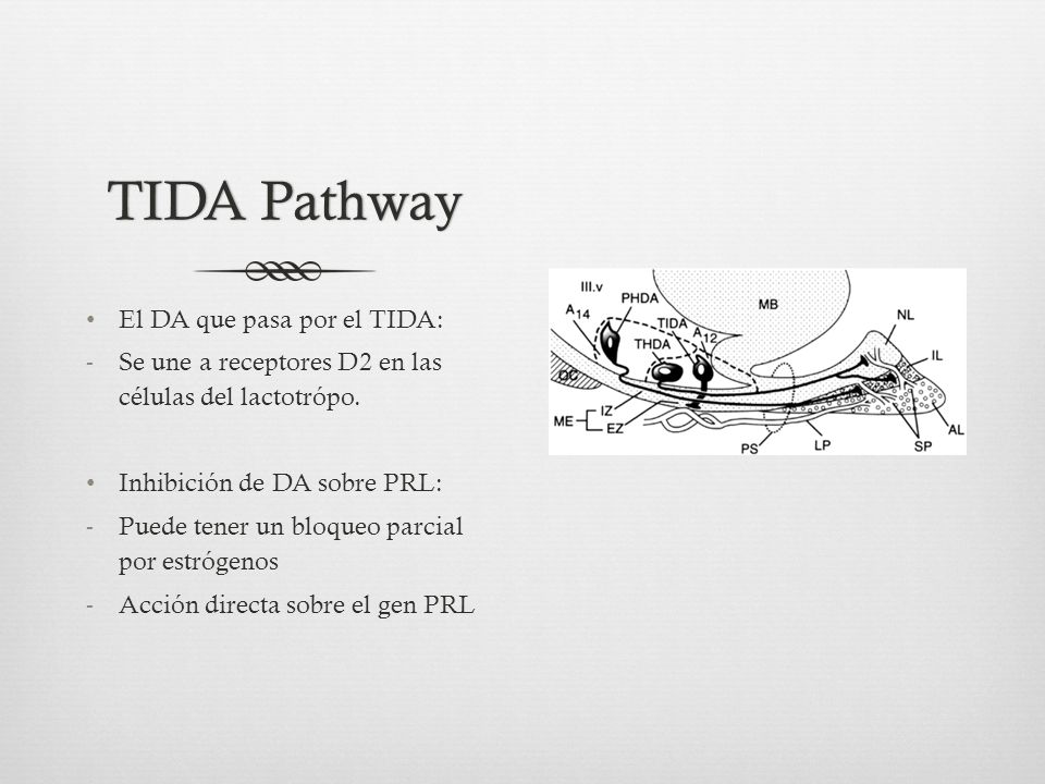 TIDA Pathway El DA que pasa por el TIDA: