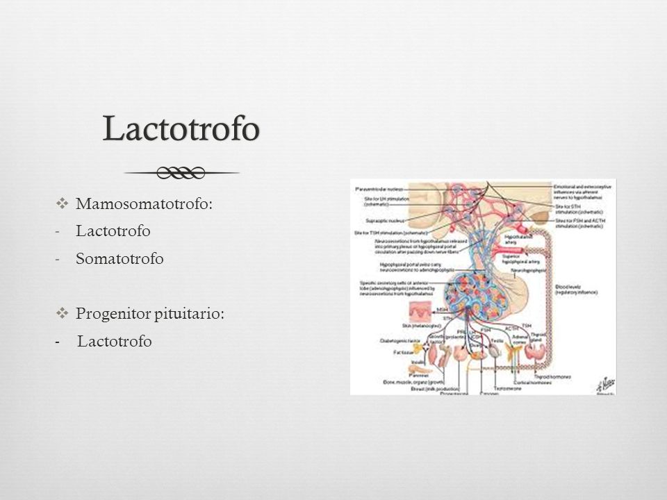 Lactotrofo Mamosomatotrofo: Lactotrofo Somatotrofo