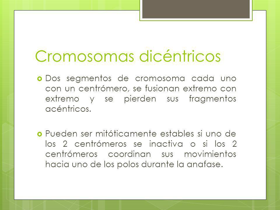 Cromosomas dicéntricos