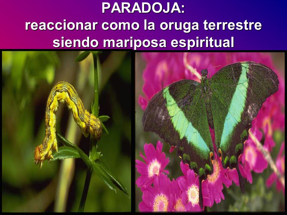 PARADOJA: reaccionar como la oruga terrestre siendo mariposa espiritual