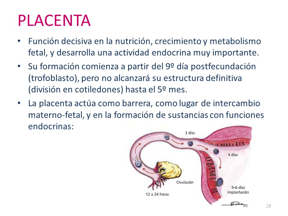 PLACENTA Función decisiva en la nutrición, crecimiento y metabolismo fetal, y desarrolla una actividad endocrina muy importante.