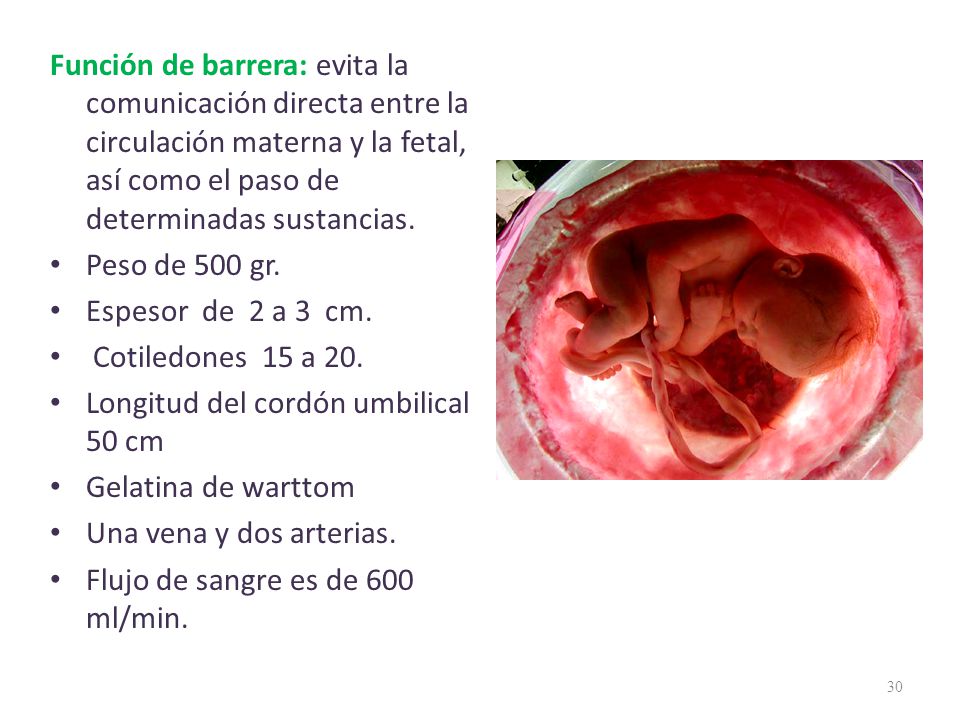 Función de barrera: evita la comunicación directa entre la circulación materna y la fetal, así como el paso de determinadas sustancias.