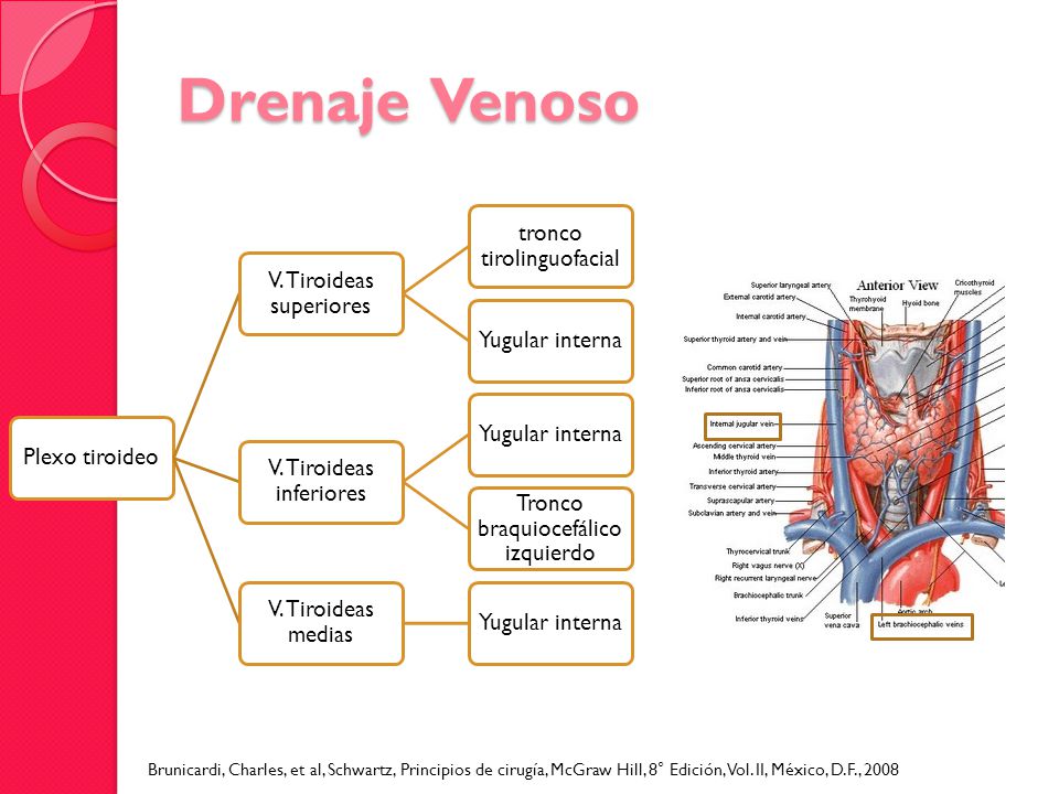 Drenaje Venoso Plexo tiroideo. V. Tiroideas superiores. tronco tirolinguofacial. Yugular interna.