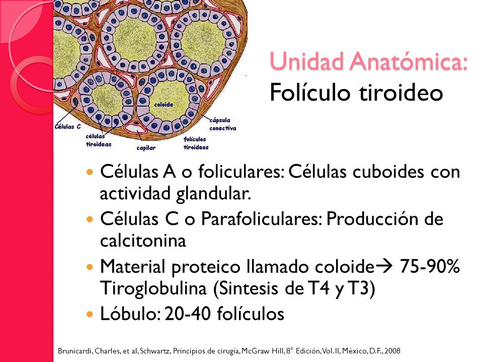 Unidad Anatómica: Folículo tiroideo
