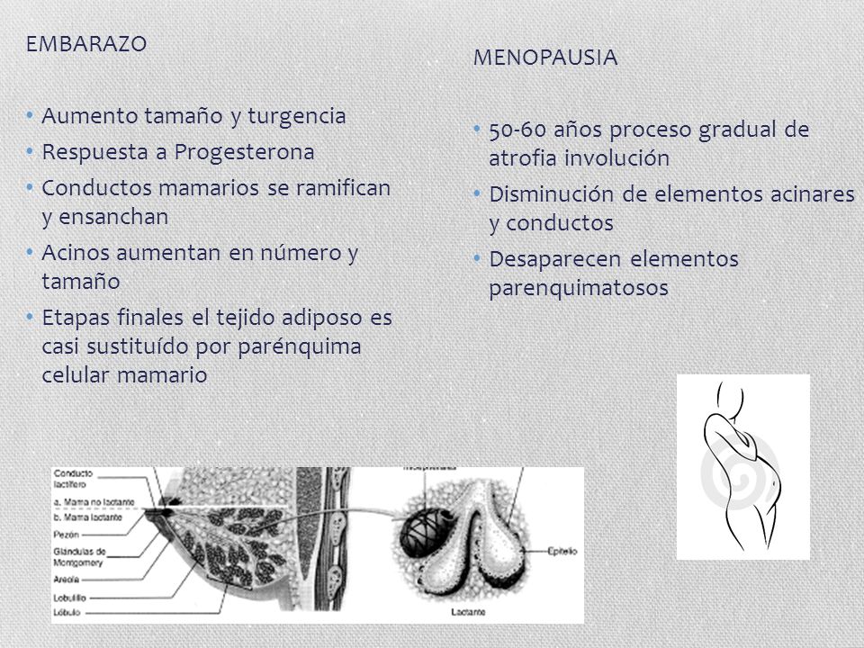 EMBARAZO Aumento tamaño y turgencia. Respuesta a Progesterona. Conductos mamarios se ramifican y ensanchan.
