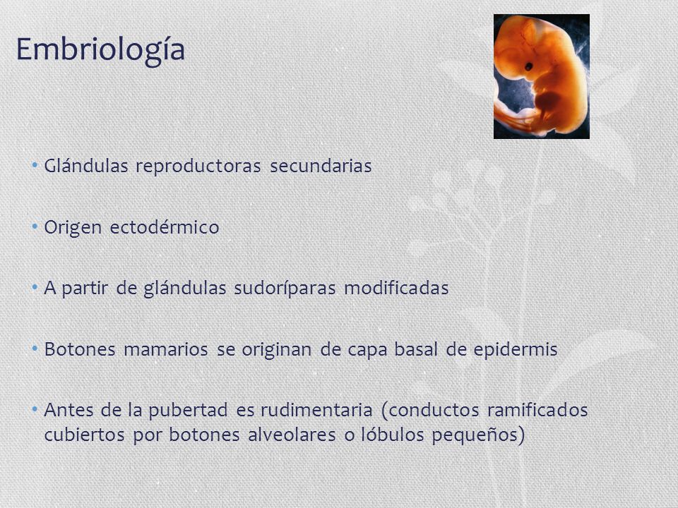 Embriología Glándulas reproductoras secundarias Origen ectodérmico