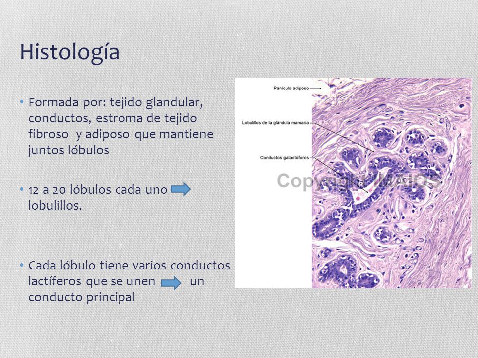 Histología Formada por: tejido glandular, conductos, estroma de tejido fibroso y adiposo que mantiene juntos lóbulos.