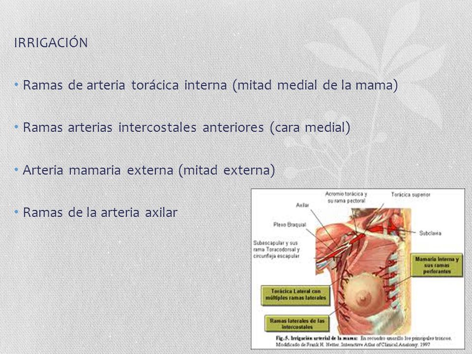 IRRIGACIÓN Ramas de arteria torácica interna (mitad medial de la mama) Ramas arterias intercostales anteriores (cara medial)