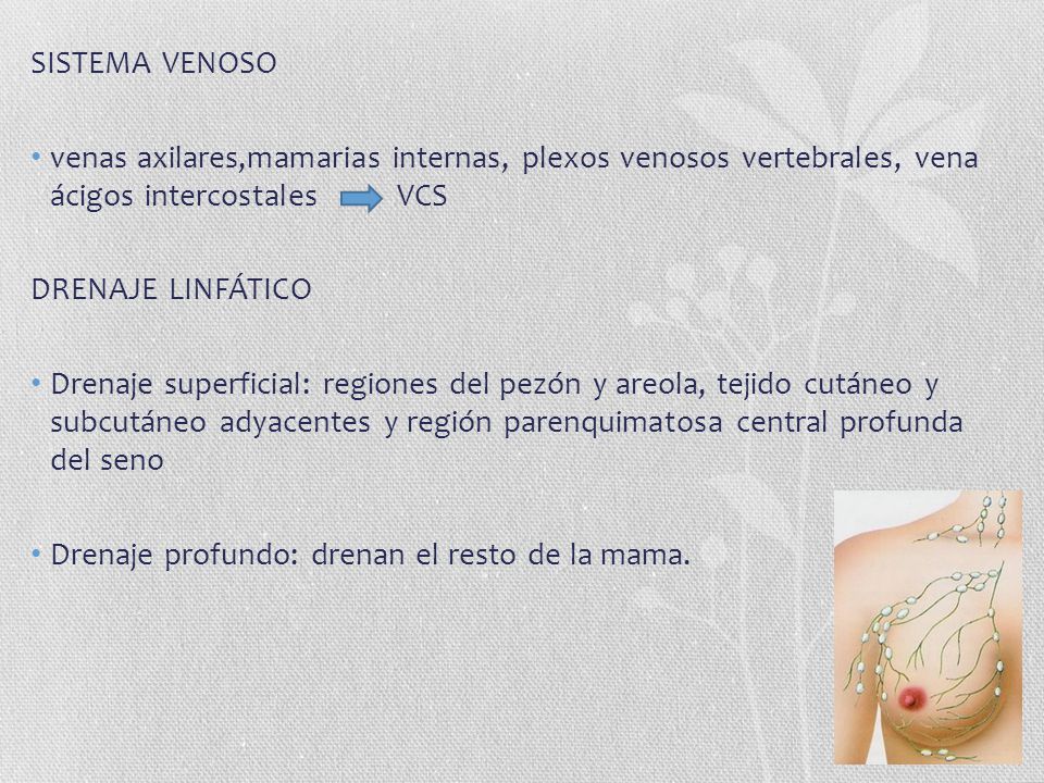 SISTEMA VENOSO venas axilares,mamarias internas, plexos venosos vertebrales, vena ácigos intercostales VCS.