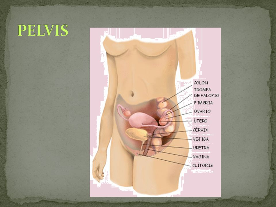 PELVIS Tienen como misión cerrar la cavidad abdominal en su parte inferior.