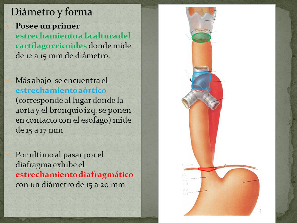 Diámetro y forma Posee un primer estrechamiento a la altura del cartílago cricoides donde mide de 12 a 15 mm de diámetro.