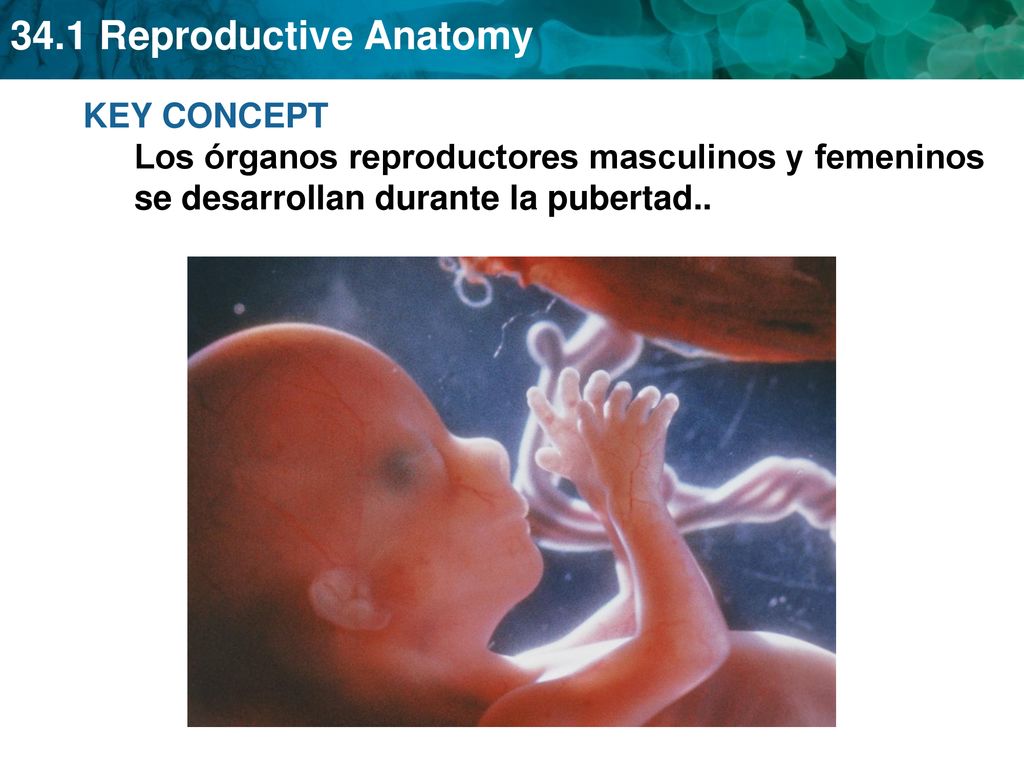 KEY CONCEPT Los órganos reproductores masculinos y femeninos se desarrollan durante la pubertad..